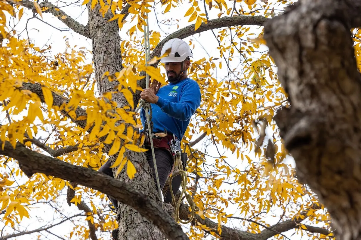 Skilled Tree Trimming crew working in Hillister